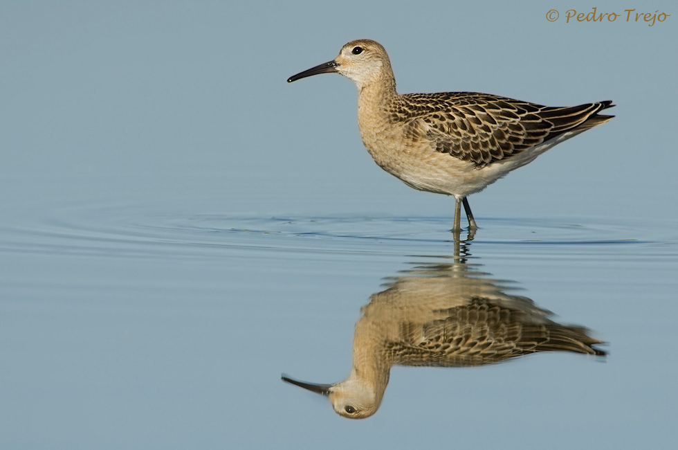 Conbatiente (Philomachus pugnax)